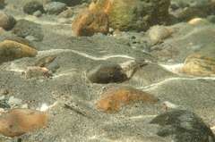 Gobiomorphus cotidianus