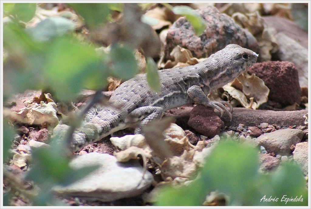 Palo Blanco Smooth-Throated Lizard