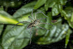 Aglaoctenus castaneus