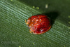 Spaethiella - Photo (c) Felix Fleck, some rights reserved (CC BY-NC), uploaded by Felix Fleck