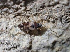 Eremocoris