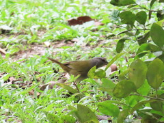 Arremonops chloronotus