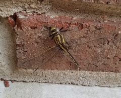 Gomphurus
