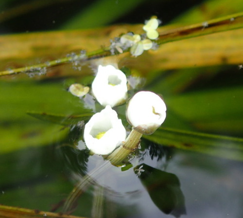 Image of Sagittaria kurziana by (c) mfeaver, some rights reserved (CC BY)
