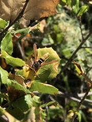 Paranthrene robiniae