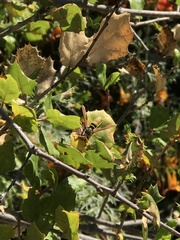 Paranthrene robiniae