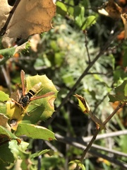 Paranthrene robiniae