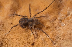Triaenonychidae