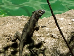 Iguana iguana