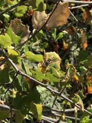 Paranthrene robiniae