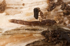 Keroplatidae