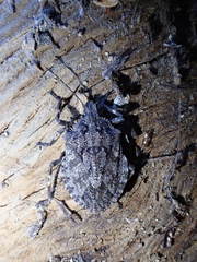 Brochymena affinis