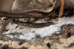 Keroplatidae