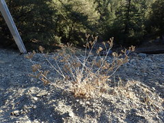 Mentzelia laevicaulis