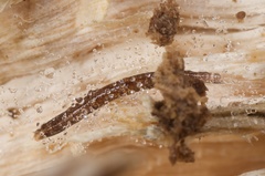 Keroplatidae
