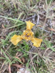 Cypella fucata