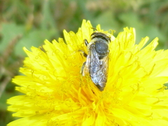 Megachile