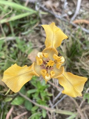 Cypella fucata