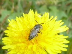 Megachile
