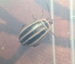 Kuschelina petaurista