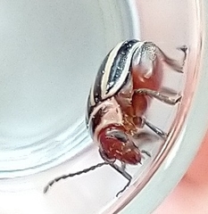 Kuschelina petaurista