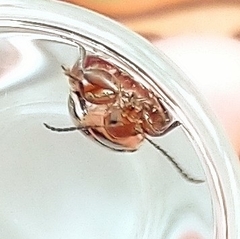 Kuschelina petaurista