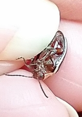 Kuschelina petaurista