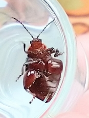 Kuschelina petaurista