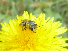 Megachile