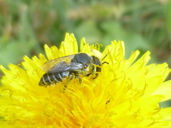 Megachile