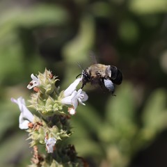 Habropoda tristissima