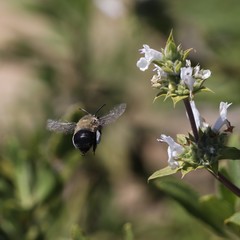 Habropoda tristissima