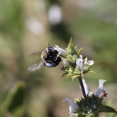 Habropoda tristissima