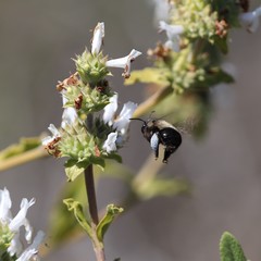 Habropoda tristissima