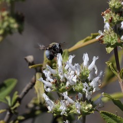 Habropoda tristissima