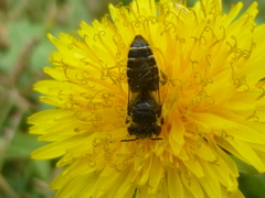 Megachile