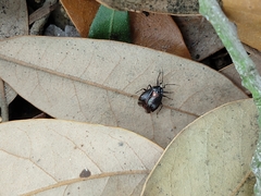 Deraeocoris sayi