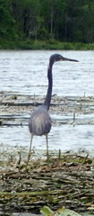 Egretta tricolor image