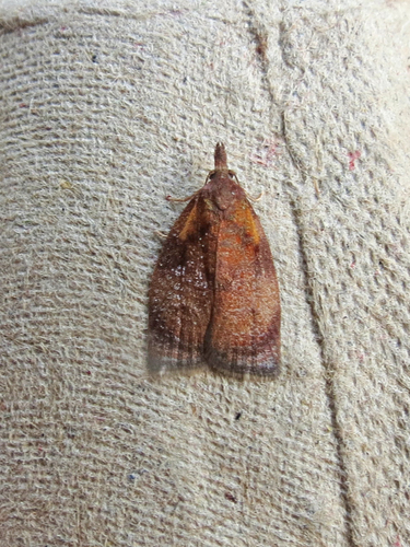 Sparganothis flavibasana
