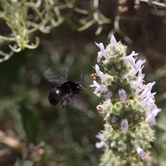 Habropoda tristissima