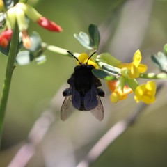 Habropoda tristissima