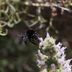 Habropoda tristissima