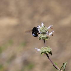 Habropoda tristissima