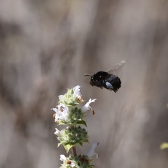Habropoda tristissima
