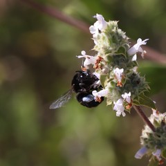 Habropoda tristissima