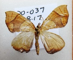 Eulithis diversilineata