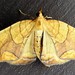 Eulithis diversilineata - Photo (c) joannerusso,  זכויות יוצרים חלקיות (CC BY-NC), הועלה על ידי joannerusso