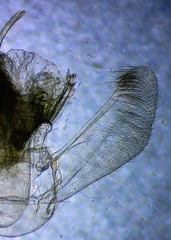 Eulithis diversilineata