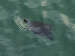 Trachemys