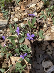Viola triloba